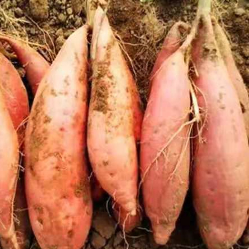 河南英沃夫生物科技有限公司