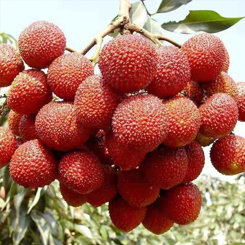 河南英沃夫生物科技有限公司